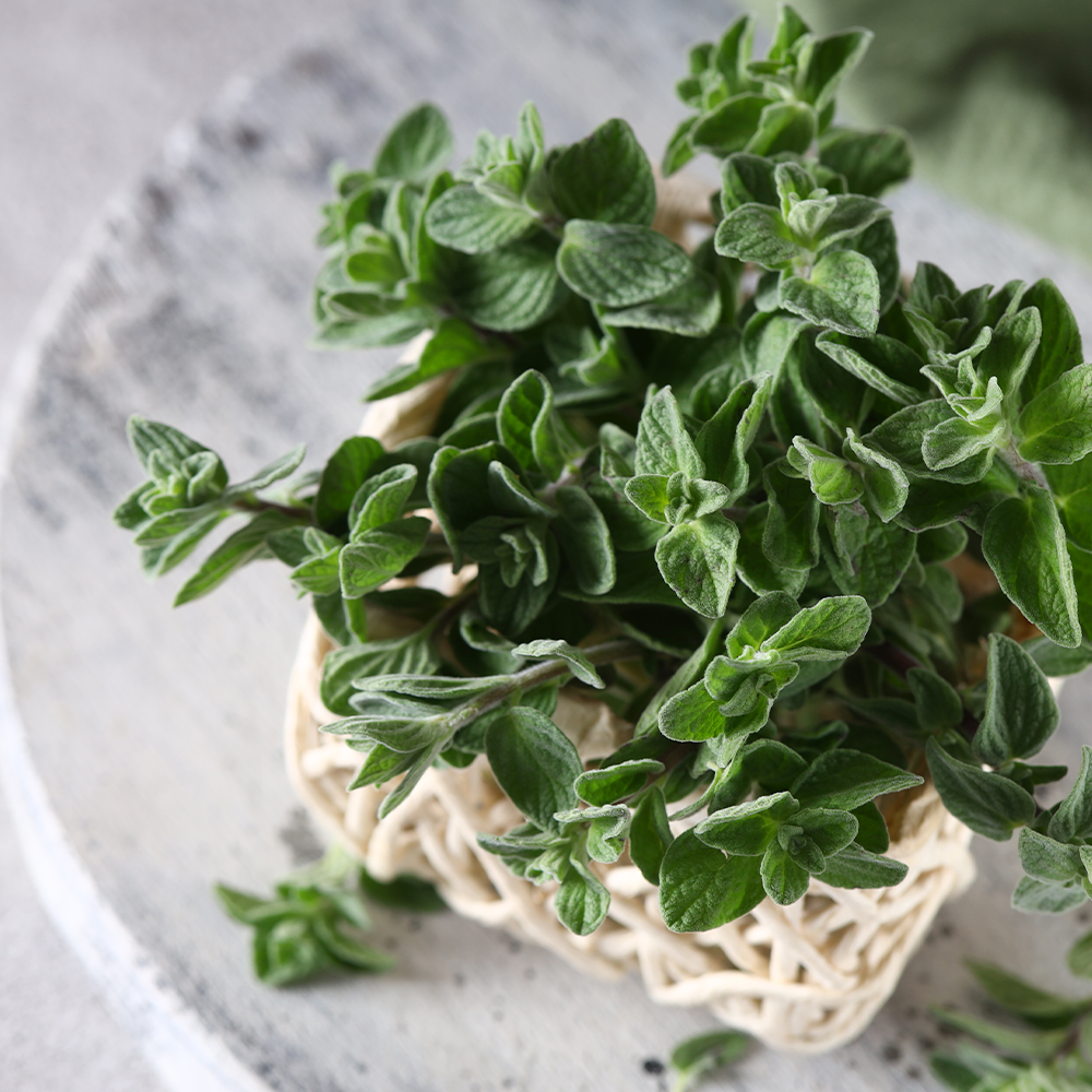 Fresh Oregano