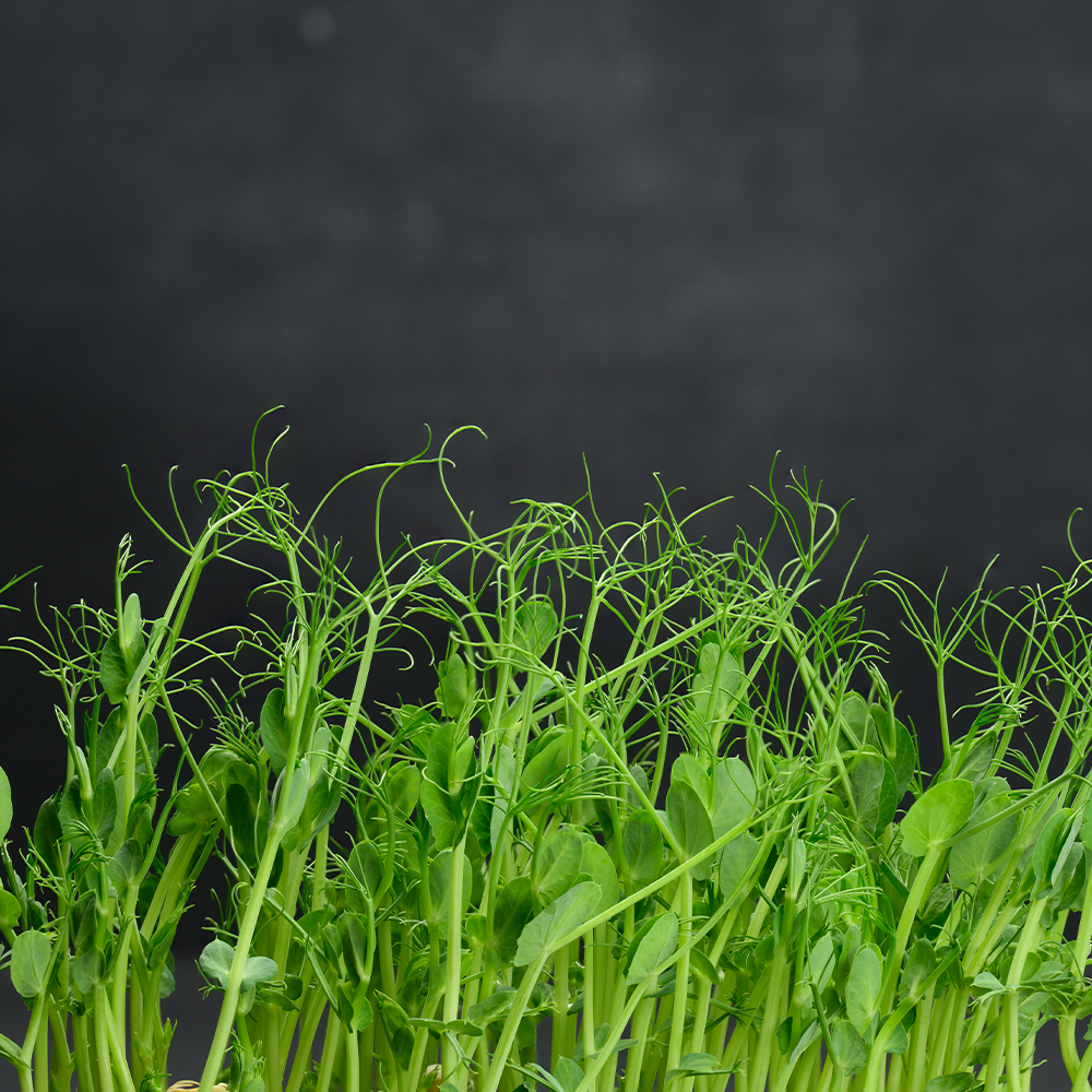 Micro Tendril Pea Shoots