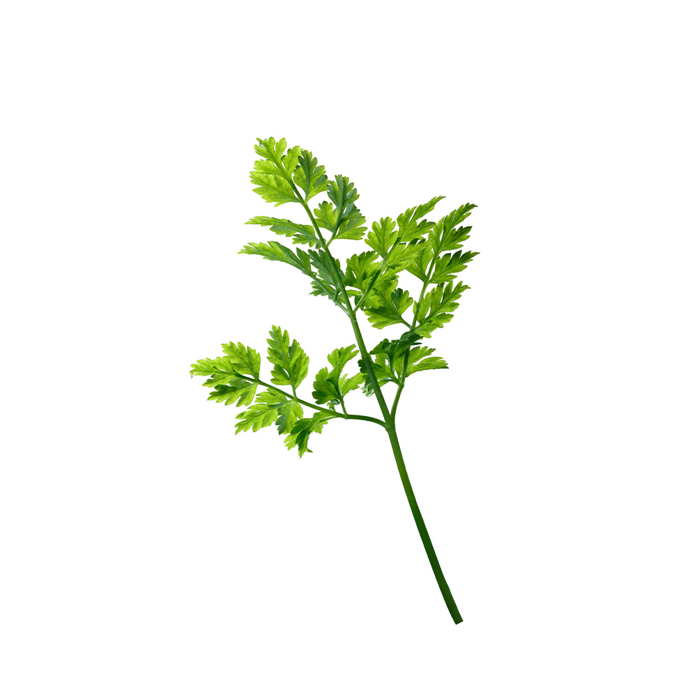 Fresh Chervil