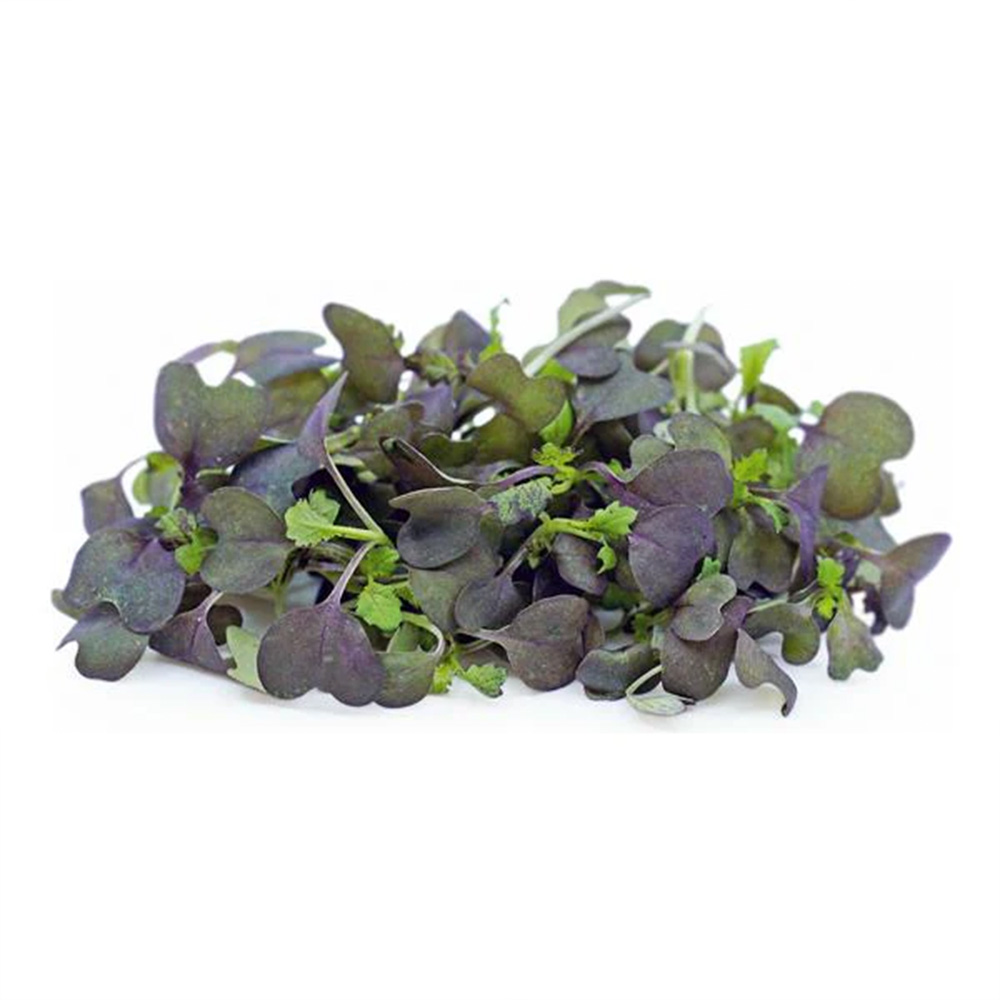 Micro Red Mustard