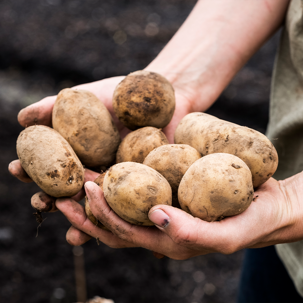 Bakers Potatoes 40's