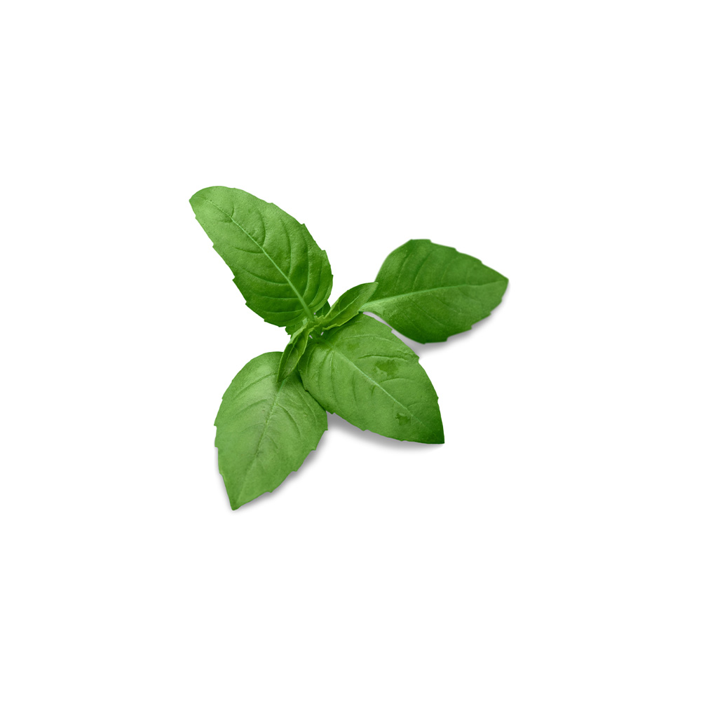 Micro Green Basil