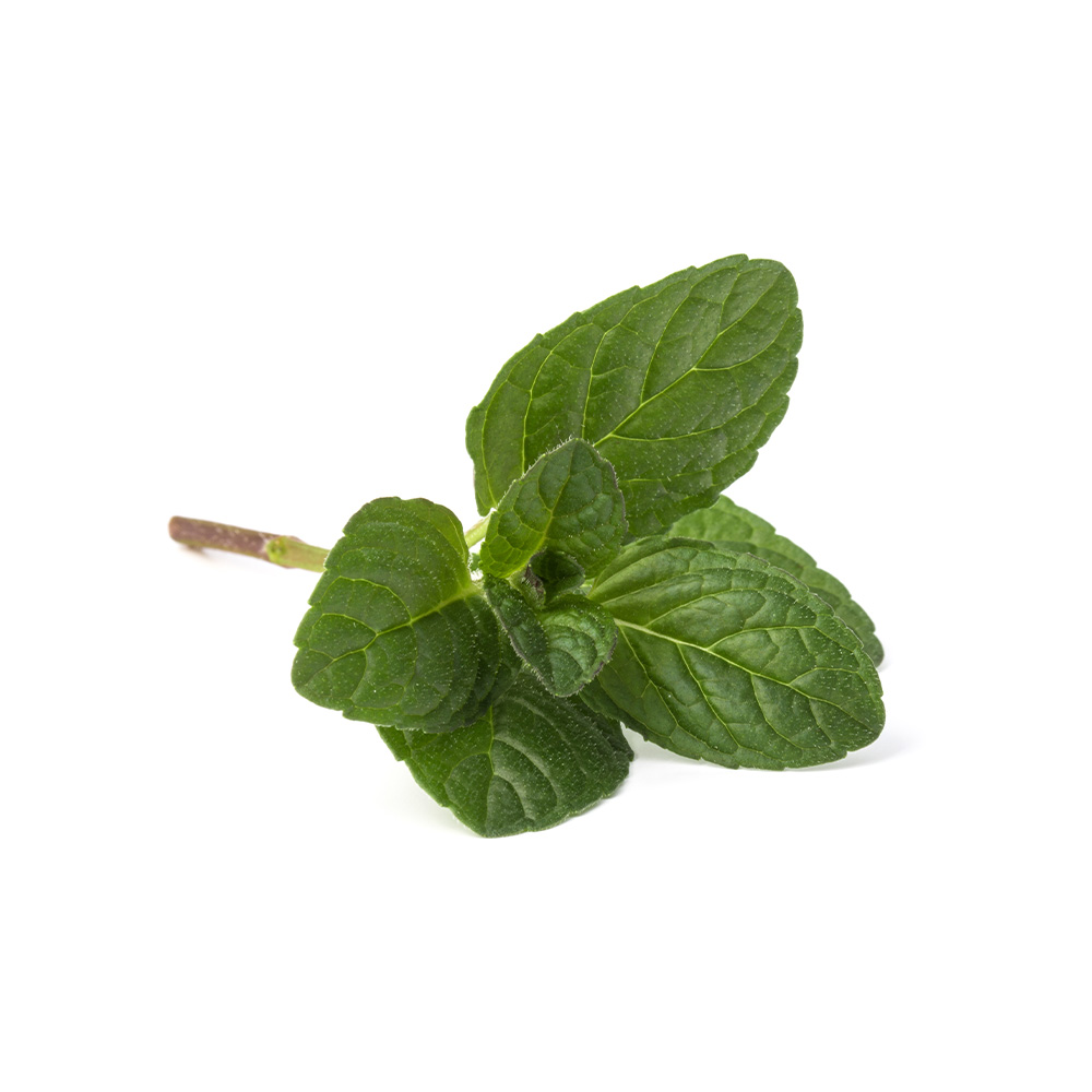 Fresh Mint Bunch