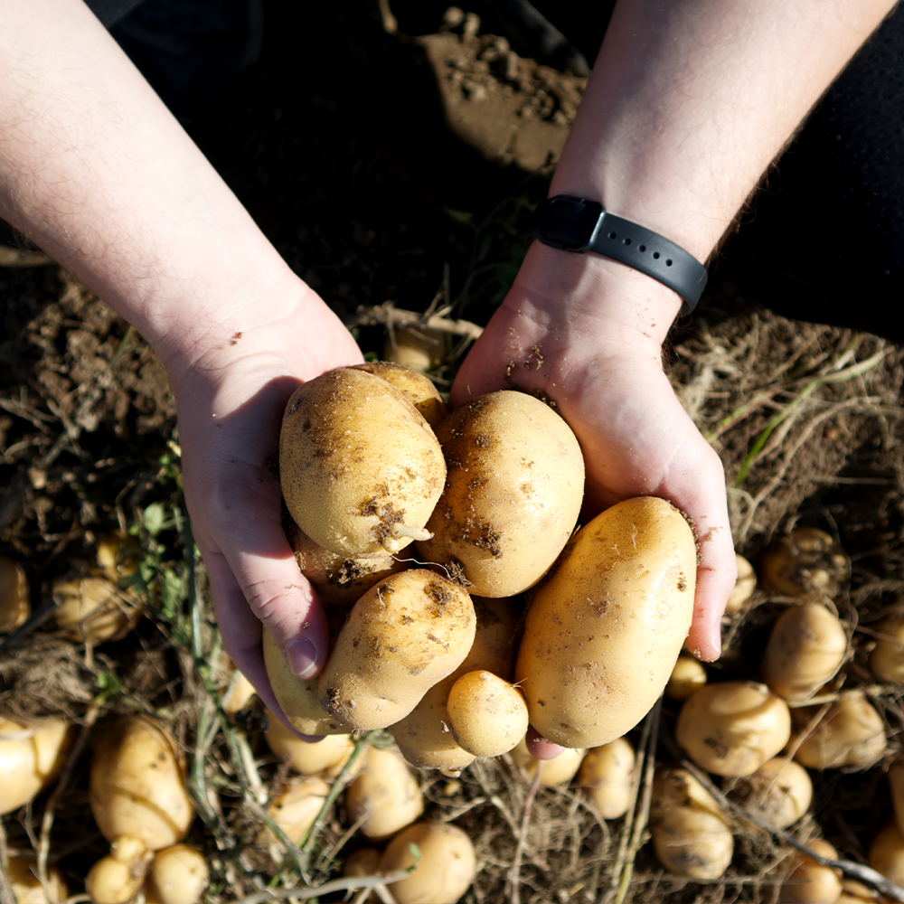 Potato Mids