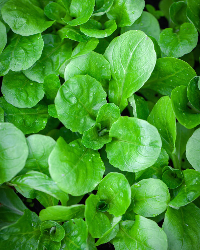 Sky Sprouts Organic Mixed Sprouts