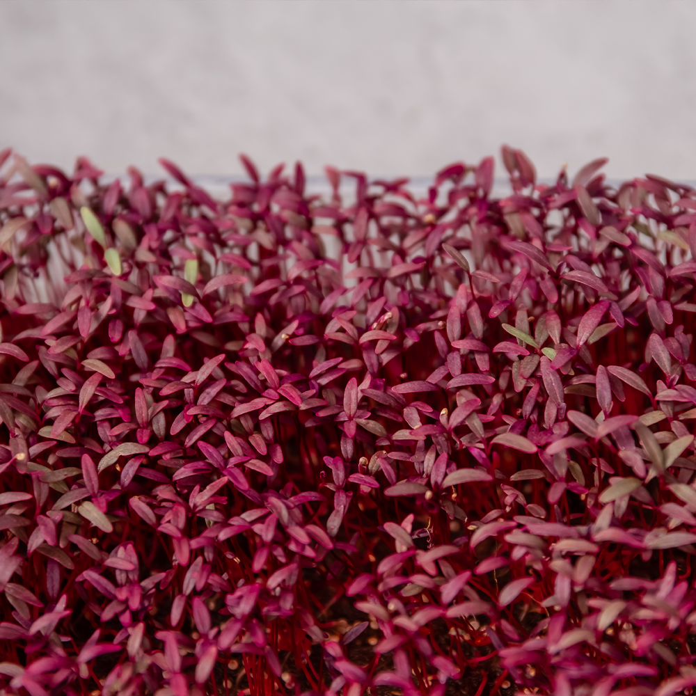 Micro Amaranth