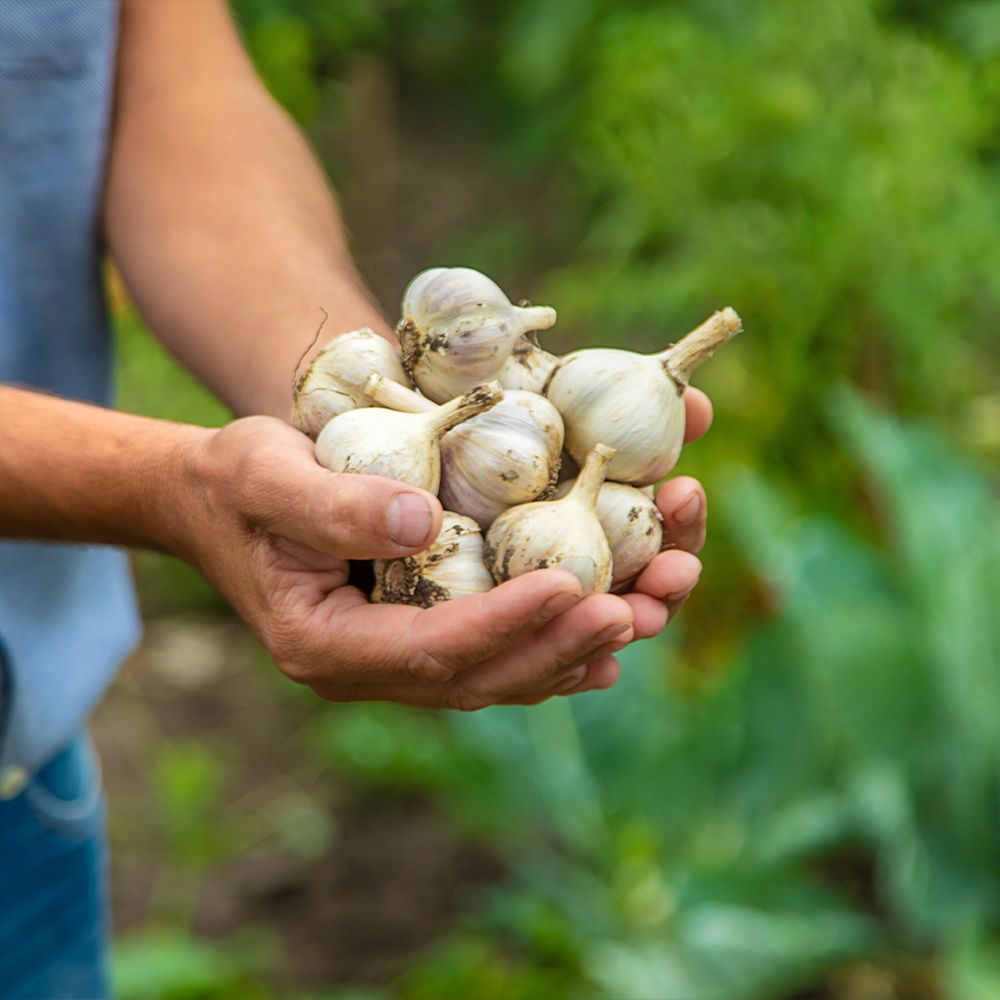 Garlic Bulbs