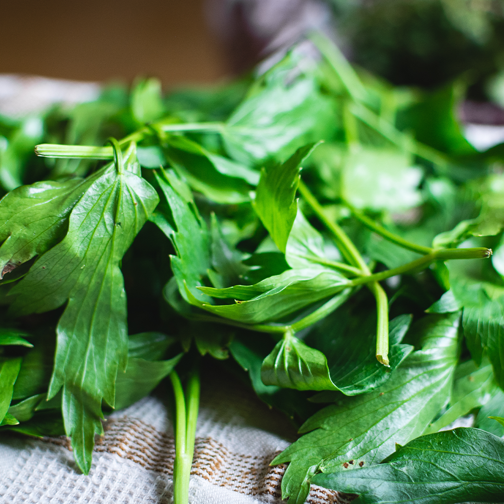 Lovage