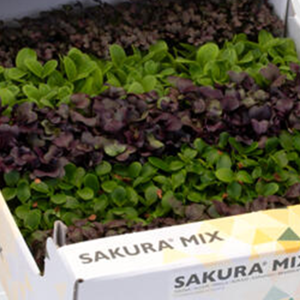 Sakura Cress Mix Punnet