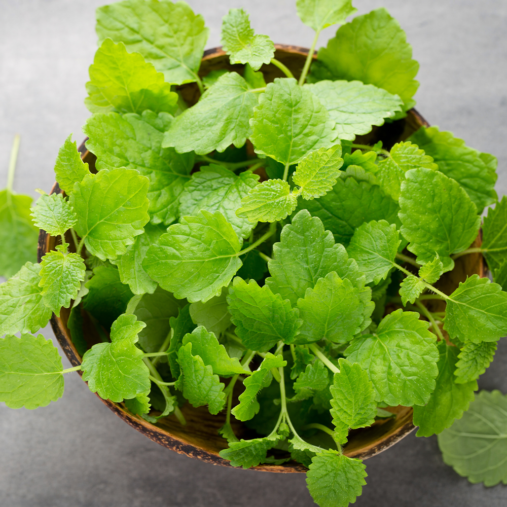 Micro Lemon Balm