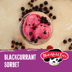 Marshfield Blackcurrant Sorbet