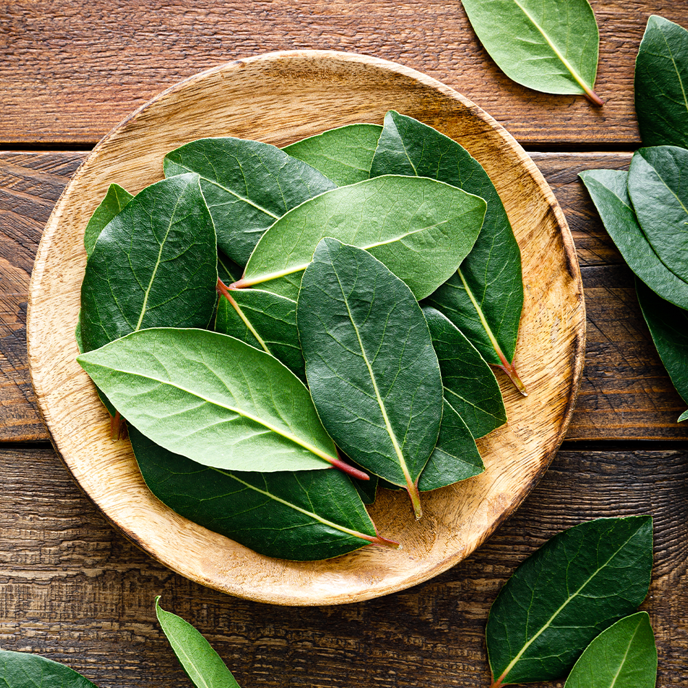 Fresh Bay Leaves