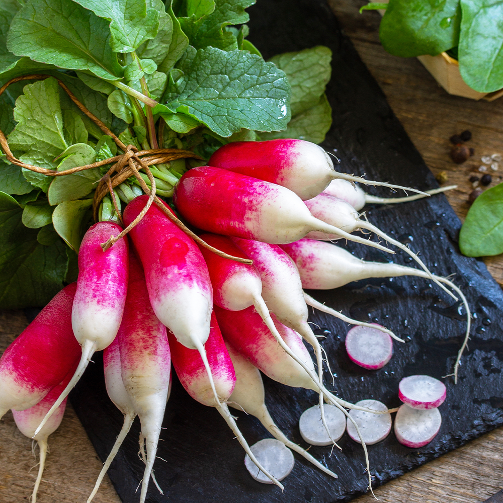 Breakfast Radishes Bunch