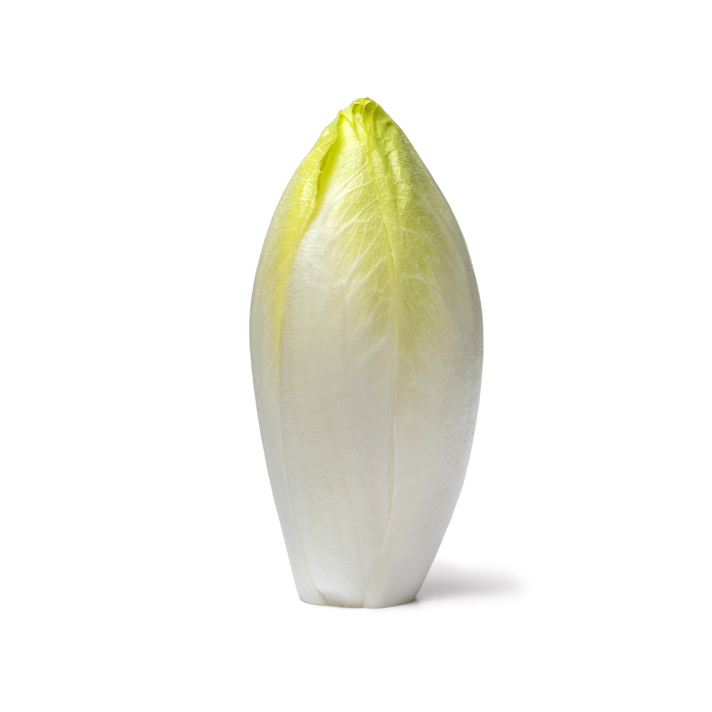 Chicory White