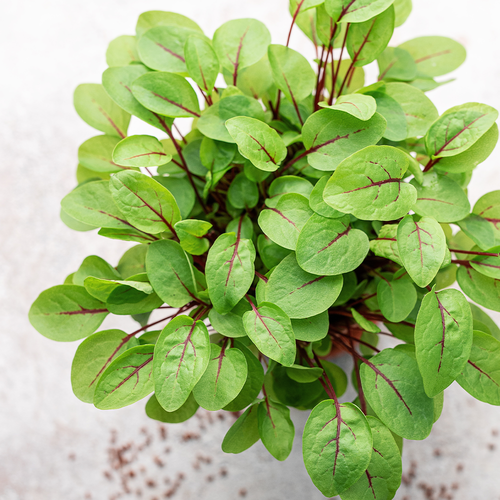 Micro Red Vein Sorrel