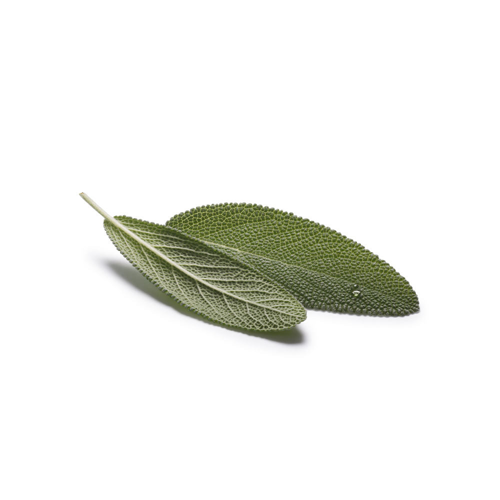 Fresh Sage