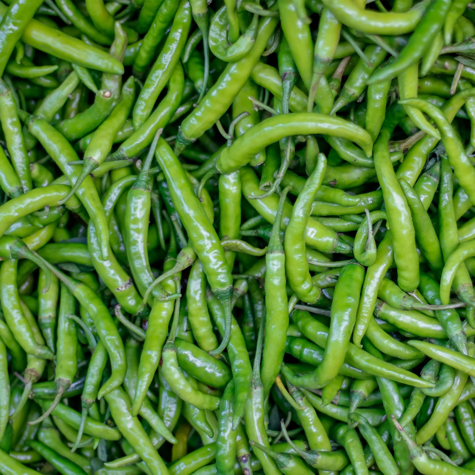 Green Chilli Guindillas