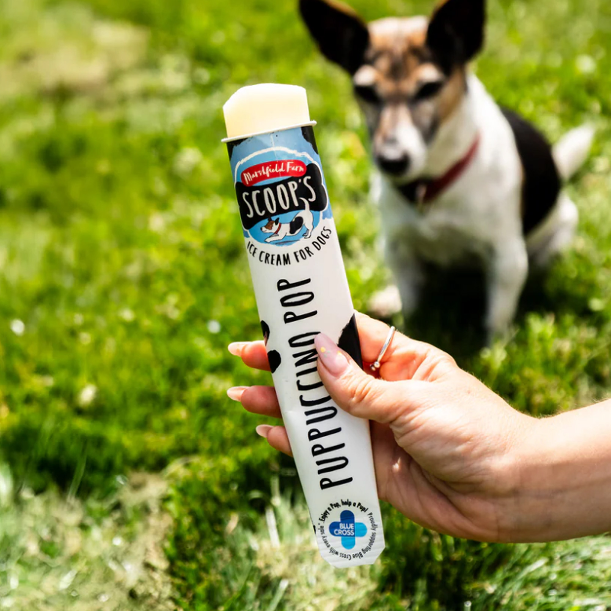 Marshfield Puppuccino Pop