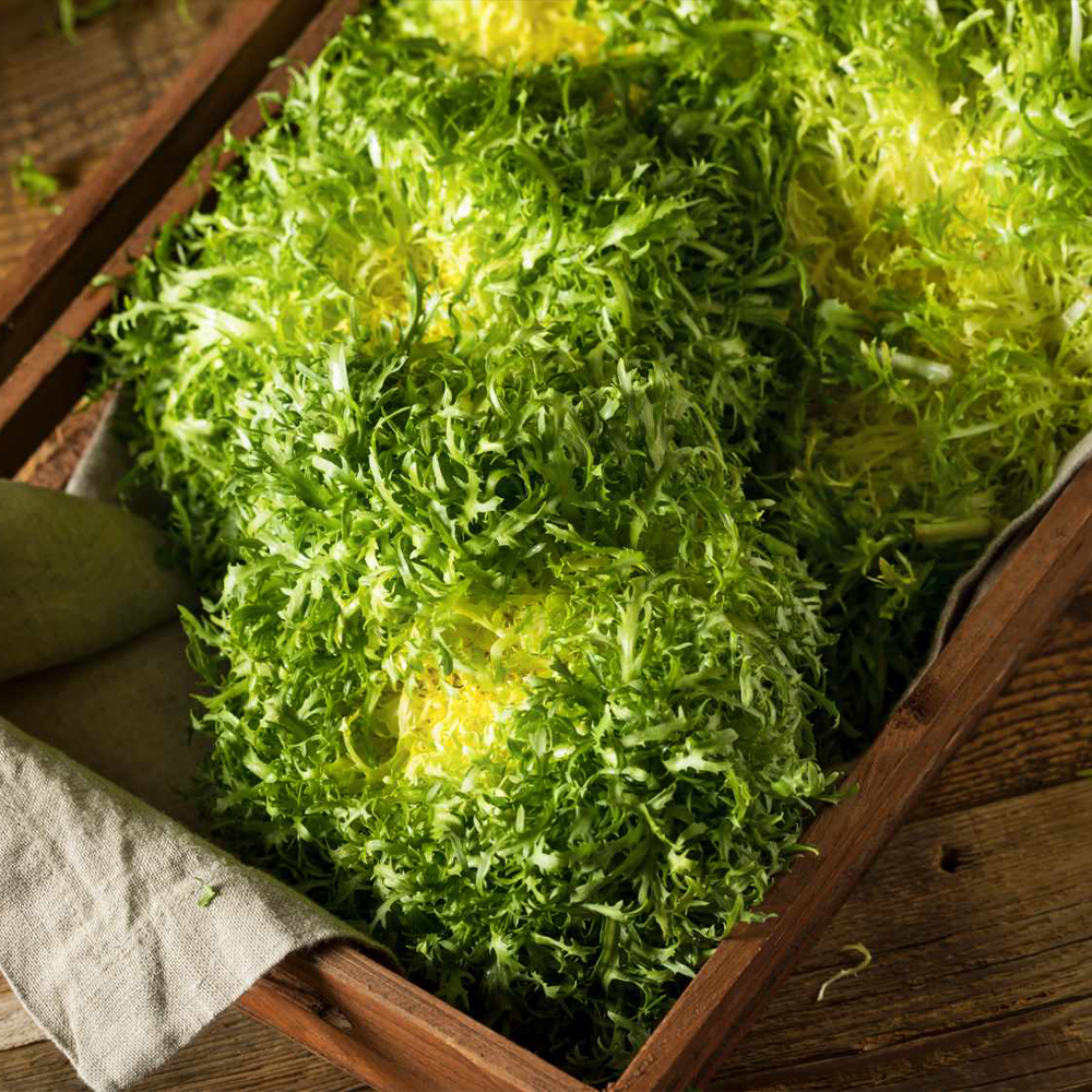 Fine Frisée (Curly)