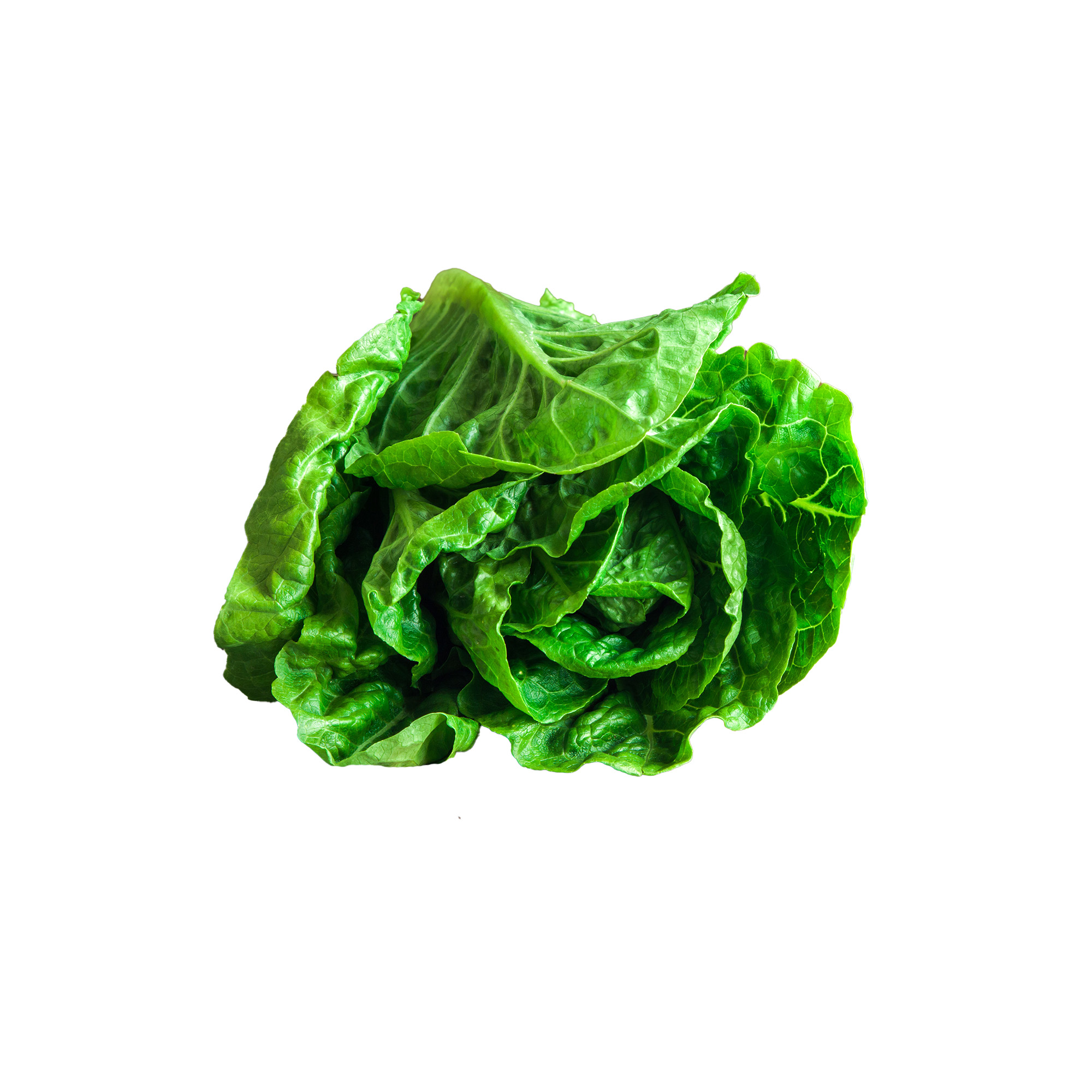Flat Lettuce